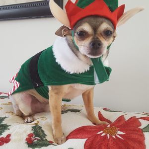 Meet your Posher, Trisha